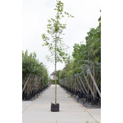 Noorse esdoorn Acer pl. Emmerald Queen h 450 cm st. omtrek 16 cm - Warentuin Natuurlijk