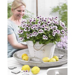 Anti-muggen Geraniums - Set van 6 - Pot 10,5cm - Hoogte 15-25cm