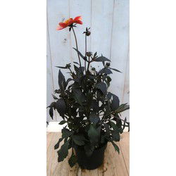 Dahlia Moonfire donkerroodblad rode bloem 40 cm