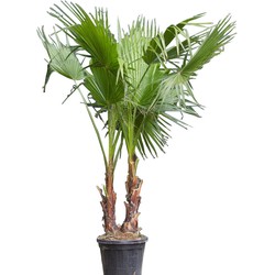 2 stuks! Mexicaanse waaierpalm duostam Washingtonia robusta 162,5 cm