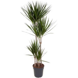 Dracaena Marginata - XL Drakenbloedboom - ø27cm - Hoogte 150-160cm