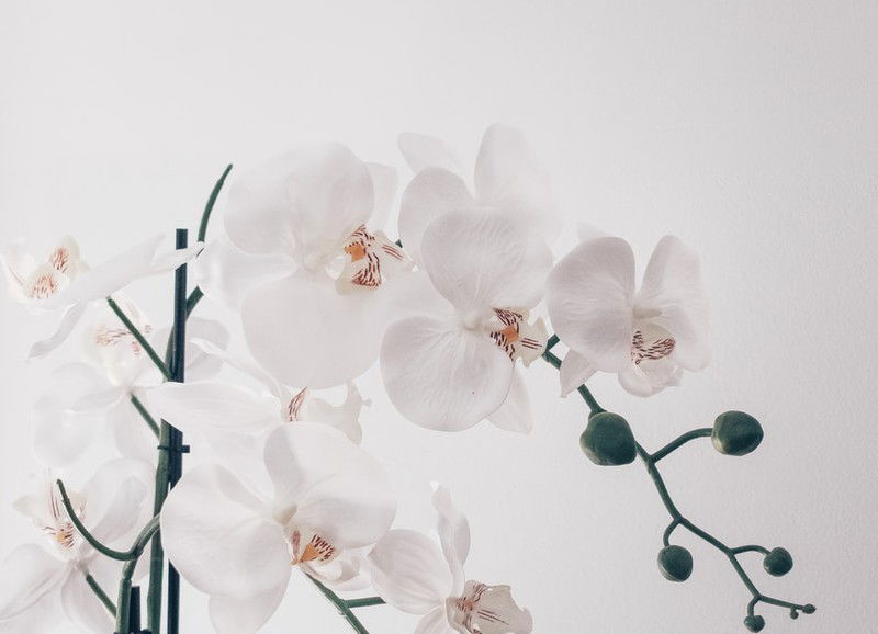 Trend: orchideeën in huis