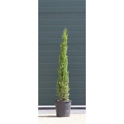 2 stuks! Italiaanse cipresboom Cupressus sempr. Pyramidalis h 137,5 cm boom