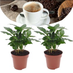 Coffea arabica - Koffieplant - Set van 2 - Pot 12cm - Hoogte 25-40cm