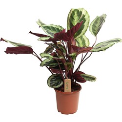 Calathea Marion - Tropische plant - Pot 21cm - Hoogte 60-70cm