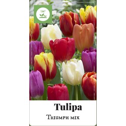 2 stuks Tulipa Triumph mix 75 bollen