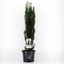 Taxus baccata fastigiata robusta 60-80 cm