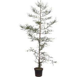 Sequoia sempervirens 175-200 cm Conifeer