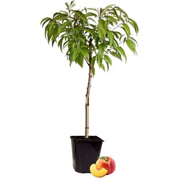 Prunus persica 'Bonanza'- Dwergperzikboom - ⌀14cm - Hoogte 60-70cm