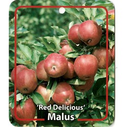 Malus Domestica Red Delicous