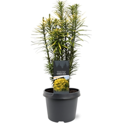 Cephalotaxus harringtonii Korean Gold 30-40 cm Conifeer