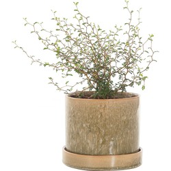 Honingboom (Sophora 'Little Baby') incl. 'Moss green' pot