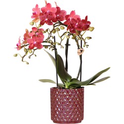 Kolibri Orchids | rode phalaenopsis orchidee Congo + Pearl Pot rood - potmaat Ø9cm | bloeiende kamerplant - vers van de kweker