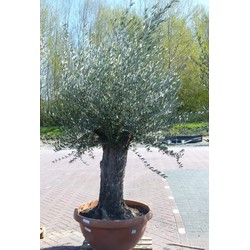 Olijfboom Olea stamhoogte 80 cm en boomhoogte 200 cm Dikke oude Stam - Warentuin Natuurlijk