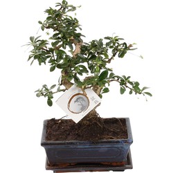 Bonsai 'Carmona' - S-vormig - Hoogte 20-30cm - Potmaat 20cm