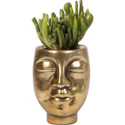 Kolibri Company | Planten set - Groene plant - Succulent Crassula Hobbit in Face to Face bloempot goud- potmaat Ø6cm