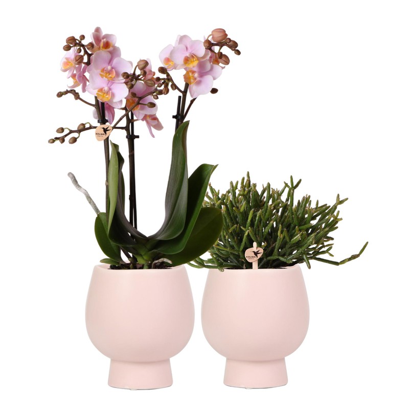 Kolibri Orchids | Planten set Scandic - met roze Phalaenopsis Orchidee en Rhipsalis - incl. keramieken sierpotten | potmaat Ø9cm - 