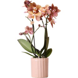 Kolibri Orchids | Oranje/ gouden Phalaenopsis orchidee – Monaco + Stripe sierpot zand– potmaat Ø9cm – 40cm hoog | bloeiende kamerplant in bloempot - vers van de kweker