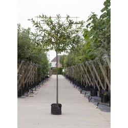 Laurierkers als leiboom Prunus laurocerasus Caucasica h 320 cm st. omtrek 10 cm st. h 200 cm