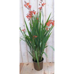 3 stuks - Crocosmia Montbretia 40 cm