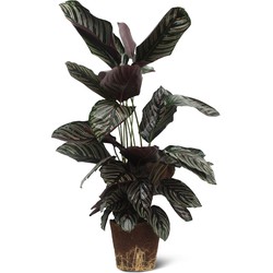 We Love Plants - Calathea Ornata - 75 cm hoog - Luchtzuiverende plant