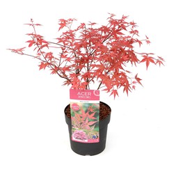 Acer palmatum ´Beni Maiko´ - Japanse Esdoorn - Pot 19cm - Hoogte 60-70cm