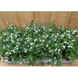 Lobelia s 10 potjes per tray kleur wit