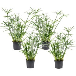 Cyperus alternifolius - Set van 4 - Parapluplant - Pot 14cm - Hoogte 40-50cm