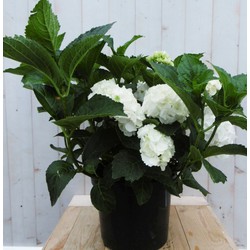 Hortensia Hydrangea wit groot 80 cm