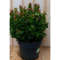 Leucothoe Krullend Blad 50 cm