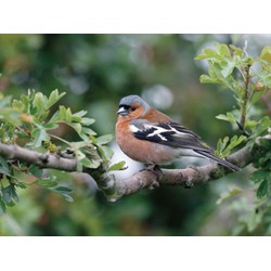 Vink mannetje 70x50cm Tuinschilderij - Customize-it