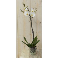 Vlinderorchidee Luxe Tak wit 80 cm