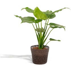 Hello Plants Alocasia Cucullata Olifantsoor in Mand Igmar - Ø 19 cm - Hoogte: 65 cm