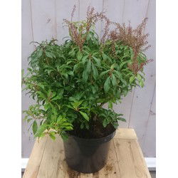 Pieris 50 cm groen