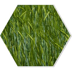Hexagon Gras