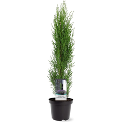 Cupressus sempervirens Totem 40-50 cm Conifeer