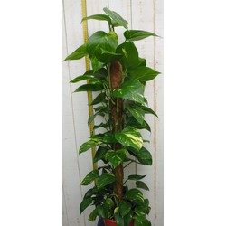 Kamerplant Epipremnum 100 cm - Warentuin Natuurlijk