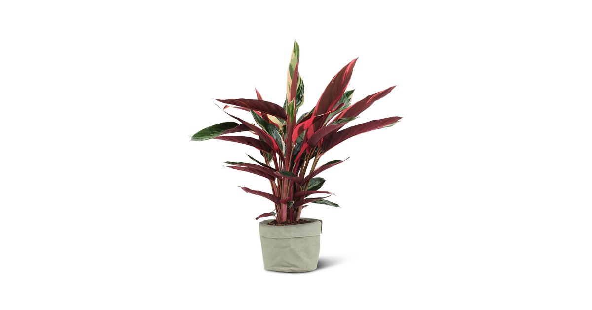 We Love Plants - Calathea Triostar + Plantbag Jade - 80 cm hoog - Luchtzuiverende plant