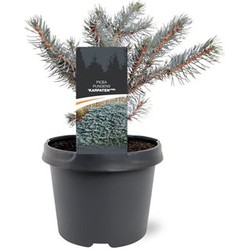 Picea pungens Karpaten pbr 20-25 cm Conifeer