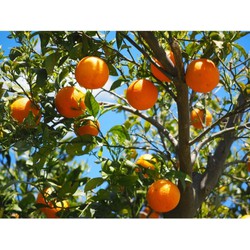 Sinaasappelboom Citrus sinensis h 150 cm st. omtrek 14cm - Warentuin Natuurlijk