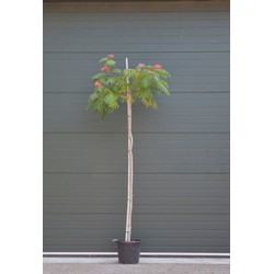 Perzische slaapboom Albizia julibrissin h 260 cm st. omtrek 11 cm