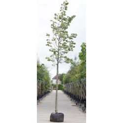 Zilverlinde Tilia tomentosa Brabant h 350 cm st. omtrek 12 cm