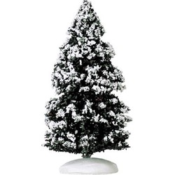 Evergreen tree medium