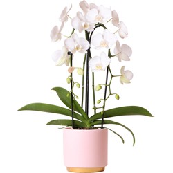 Kolibri Orchids | Witte Phalaenopsis orchidee Niagara Fall in roze Gold Foot sierpot - Ø12cm