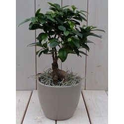 Bonsai Ficus microcarpa taupe pot 30 cm - Warentuin Natuurlijk