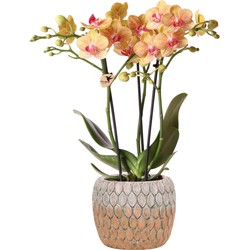 Kolibri Orchids | Phalaenopsis orchidee oranje in Marrakesh sierpot oranje - potmaat Ø9cm - 40cm hoog