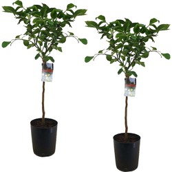 Citrus Limon XL stam - Citroenboom - Set van 2 - Pot 19cm - Hoogte 100-120cm