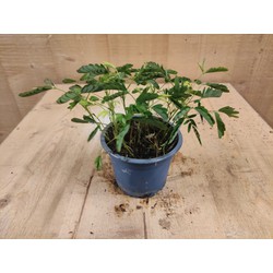 Mimosa Ppudica Kruidje-roer-mij-niet kamerplant - Warentuin Natuurlijk
