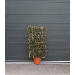 Olijfwilg haagelement Elaeagnus ebbingei h 150 cm st. hoogte 30cm - Warentuin Natuurlijk