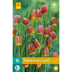 Fritillaria uva-vulpis